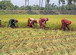 Image result for Farmers Crops