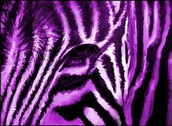 Image result for Tablet Printer Zebra Zq520