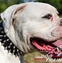 Image result for Spiked Dog Collar