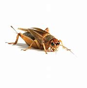 Image result for Live Crickets for Reptiles