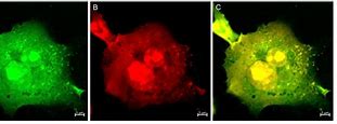 Image result for Nitric oxide