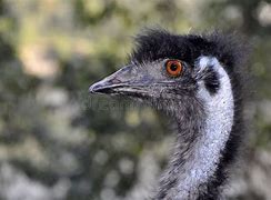 Image result for emu_czarne