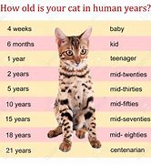 Image result for African Cats Size Chart