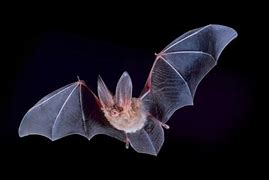 Image result for Virginia Big Ear Bat