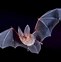 Image result for Virginia Big Eared Bat Upside Down