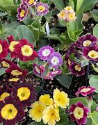 Image result for Primula auricula Daftie Green
