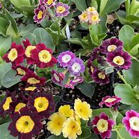 Image result for Primula auricula Green Shank