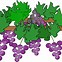 Image result for Cartoon Grapes Icon