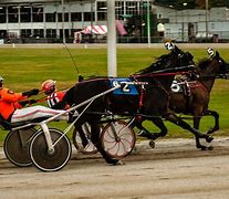 Image result for Harness Racing Today