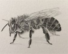 Image result for Cartoon Insects Drawing