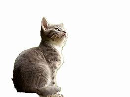 Image result for Cat Pictures Invisible Background