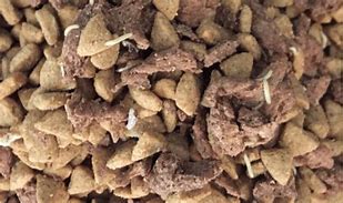 Image result for Little Bugs in Dog Food
