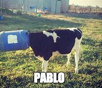 Image result for Pablo Cow Meme