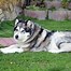 Image result for The Prettiest Dog in the World