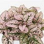 Image result for Indoor Plants with Pink Flowers