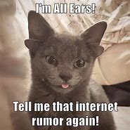 Image result for I'm All Ears Cat