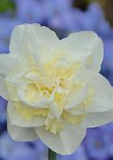 Image result for Narcissus Easter Born