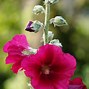 Image result for Alcea rosea old fashioned mix