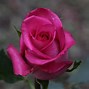 Image result for Natural Pink Rose