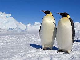 Image result for What Animals Live in Antarctica Emperor Penguin