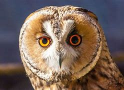 Image result for England Native Animals