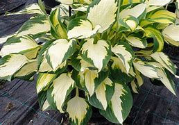 Image result for Hosta Georgia Sweetheart