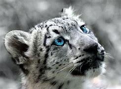 Image result for Mac OS X Snow Leopard Wallpaper