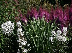 Image result for Astilbe Purpurlanze (Chinensis-Group)