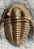 Image result for Trilobite Isopod