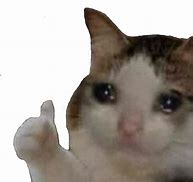 Image result for Sad Cat Meme Sticker