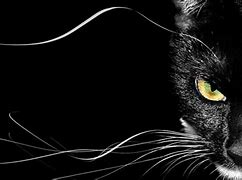 Image result for Black Cat Wallpaper Grunge