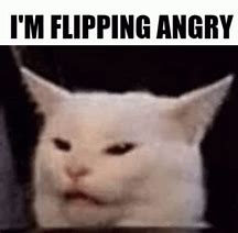 Image result for Angry Cat Meme PFP