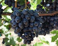 Image result for Black Table Grapes