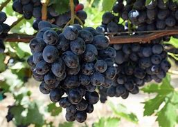 Image result for japanese grapes varieties