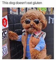 Image result for Hipster Dog Meme