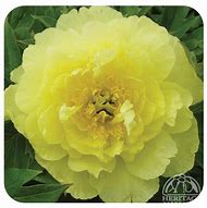 Image result for Paeonia itoh Yellow Doodle Dandy