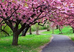 Image result for Spring Trees