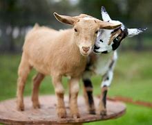 Image result for Goats and Gumdrops