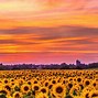 Image result for Sunflower Bing