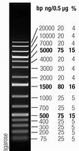 Image result for Invitrogen 1 KB Plus DNA Ladder