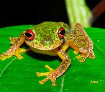 Image result for Rainbow Frog Real