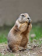 Image result for Prairie Dog Looking Animals