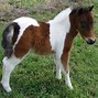 Image result for Pinto Azteca Horse