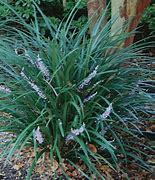 Image result for Liriope muscari  Evergreen Giant