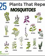 Image result for AntiMosquito Plants