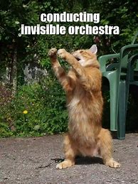 Image result for Invisible Cat Memes