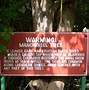 Image result for Poisonous Tree Caribbean