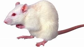Image result for Rat Witouth Background