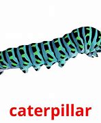 Image result for Caterpillar Flashcard
