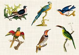 Image result for Vintage Bird Clip Art